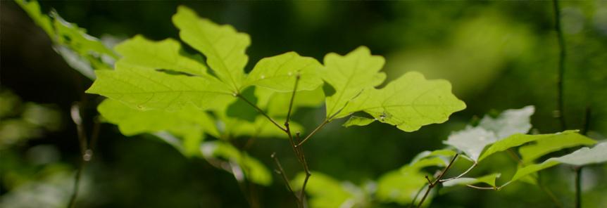 Featured Image for “Missouri Woodland Steward Program”