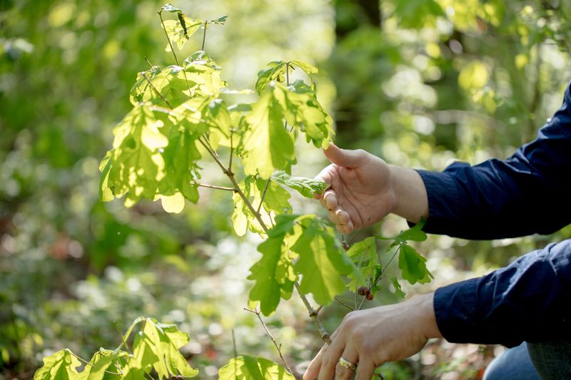 Featured image for “Celebrating Arbor Day: Honoring American White Oak & Sustainable Forestry”